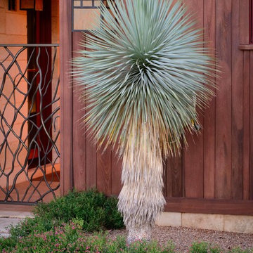 Yucca Rostrata with Pink Skullcap