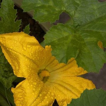 zucchini bloom container