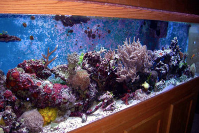 Custom Aquariums