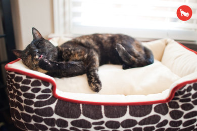Designer Lounge Beds for Pets