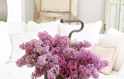 Let Lilac Love Flower This Spring