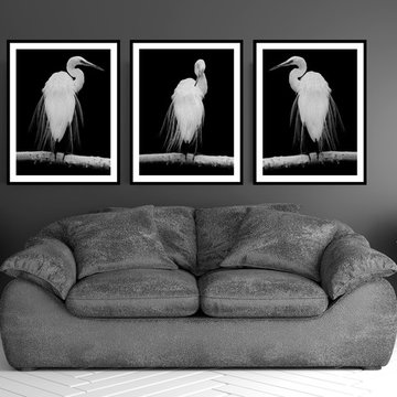 "Great Egret in Full Bloom" Fine Art Prints