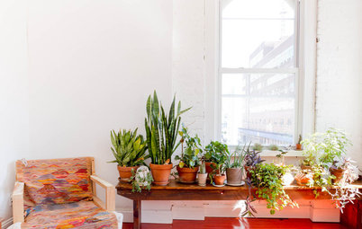 5 Tips to Keep Your Indoor Succulents Thriving
