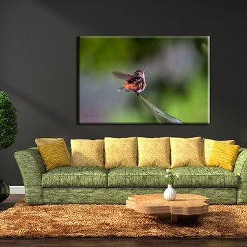 Hummingbirds For Your Walls