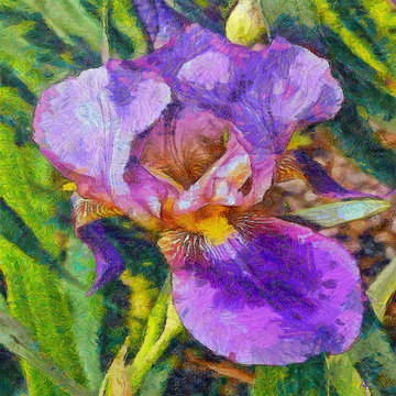 Irise