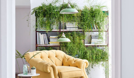 10 Ideas for Hanging, Trailing and Cascading Indoor Plants