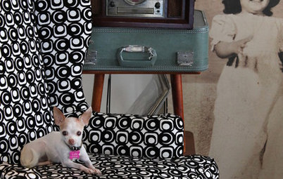 What Chihuahuas Can Teach Us About Interior Design