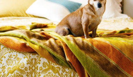 Houzz Call: Looking for Dogs in Design