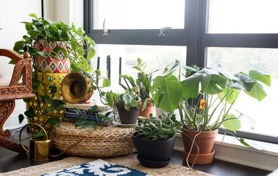 My Houzz: D.C. Baker’s Apartment Is a Plant-Filled Oasis