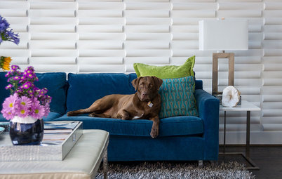 Houzz Call: Show Us Your Pet in Design