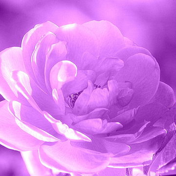 Rose Purple Print By Joan Han