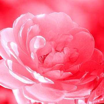 Rose Red Print By Joan Han