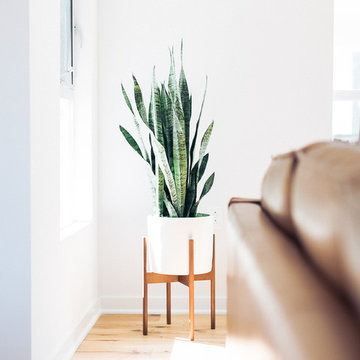 Snake Plant in Modernica Case Study Planter