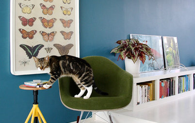 11 Houzz Cats With Serious Attitude