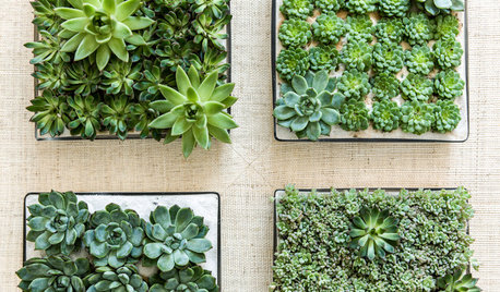 Succulents in Containers: The Ultimate Easy-Care Mini Garden