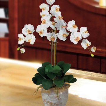 White Phalaenopsis Orchid for Asian Living Room