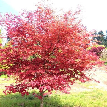 Beni Maiko Palmatum Maple Spring color