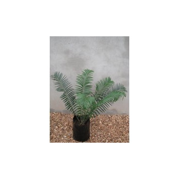 cycads for sale