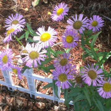 Breaking Ground in 2012 (Asters)