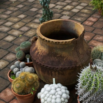 Cacti collection, Plant Delights Nursery