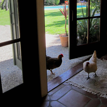 Chickens as pets in Santa Barbara California