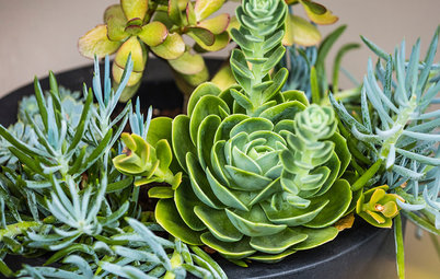 Gardening 101: What to Know About Propagating Succulents