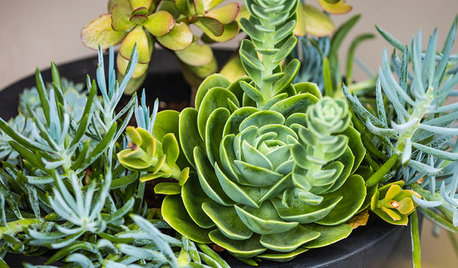 The 10 Essentials: Read This Before Buying New Plants