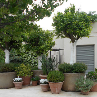 Foto di un patio o portico contemporaneo di medie dimensioni e dietro casa con un giardino in vaso, piastrelle e nessuna copertura