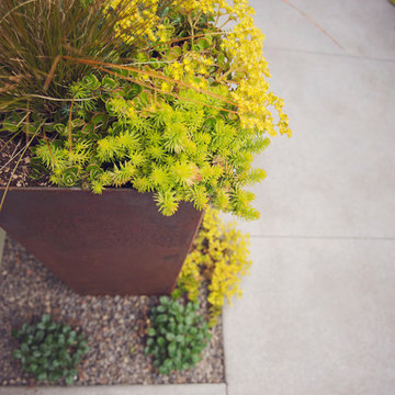 COR-TEN Planter with Sedum tetractinum 'Coral Reef' and Sedum reflexum 'Angelina