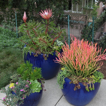 Fiery Container Gardens