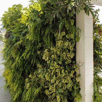 Green Wall - Private residence