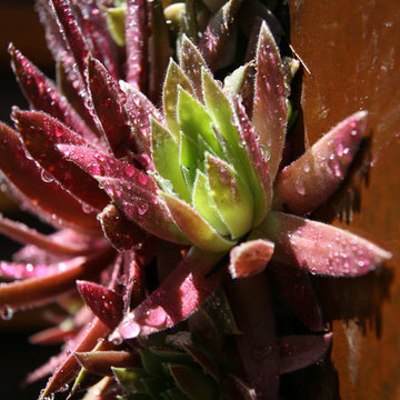 High Desert Hardy Succulents