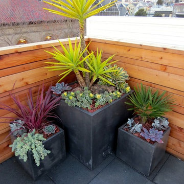 Inner city patios, roofs and deck plantings