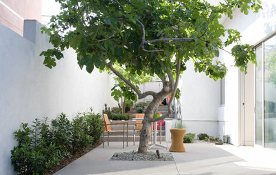 10 Terrific Trees for Your Courtyard
