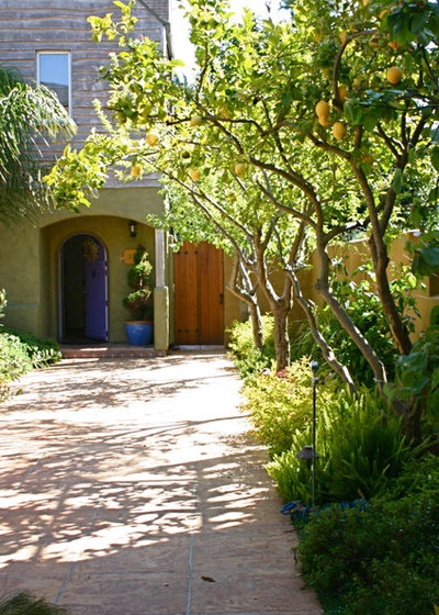 10 Spectacular Trees for Courtyards and Tight Spaces