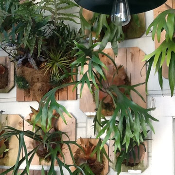 My living wall of mounted staghorn ferns