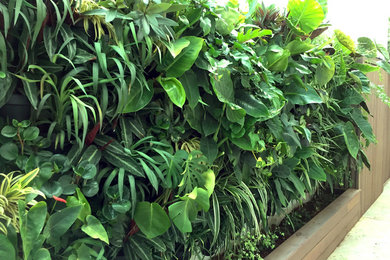 Queensland Residential Greenwall