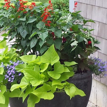 Seasonal Container planting