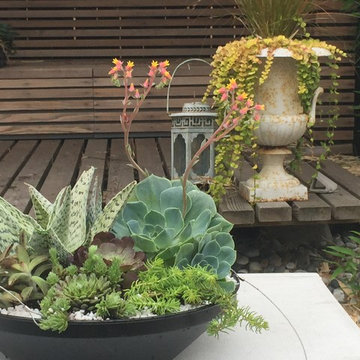 Succulent dishes and hanging plants