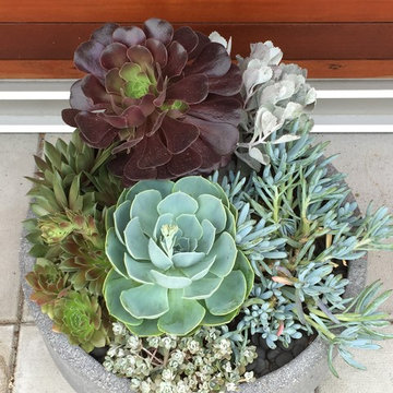Succulent dishes and hanging plants