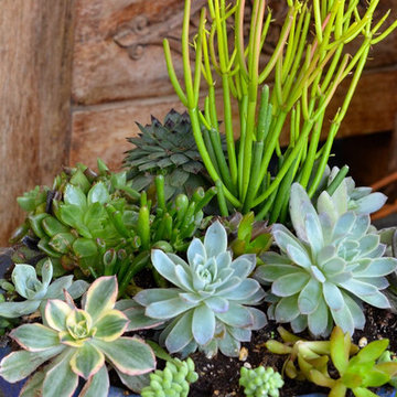 Succulent Planters