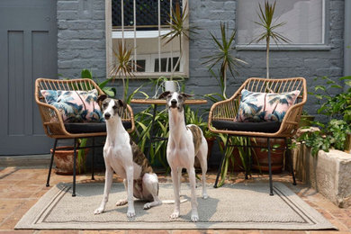 Mittelgroßer, Unbedeckter Moderner Patio hinter dem Haus mit Kübelpflanzen und Pflastersteinen in Sydney