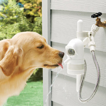 Water Fountain for Dogs