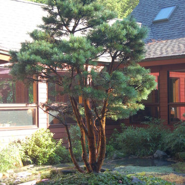 WATERERI SCOTS PINE