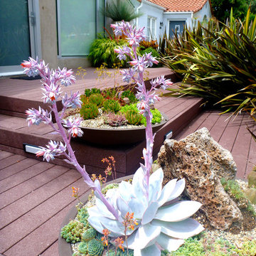 West Hollywood Container Garden