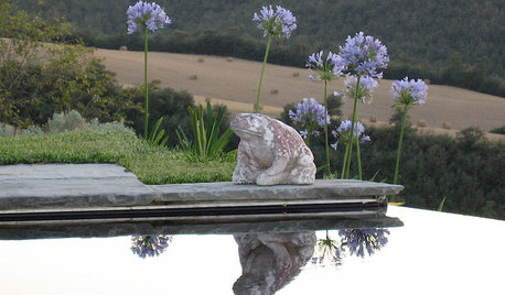 L’Agapanthus, Il Fiore Slanciato che Tinge d’Azzurro l’Estate