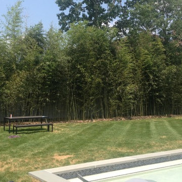 25' Tall Instant Privacy Bamboo Hedge
