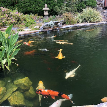 Bel Air - Naturalistic 20'x40' Koi Pond with Landscaping & Bridge