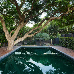 Cammeray poolside Jacaranda