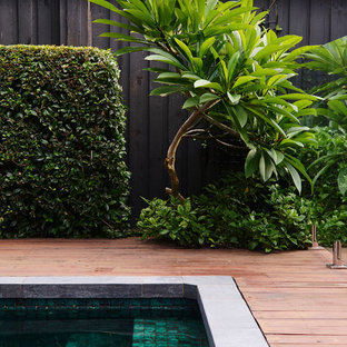 Cammeray poolside Jacaranda